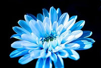 Organic Heirloom Non-GMO Sky Blue Chrysanthemum Seeds for Planting – Garden Flowers
