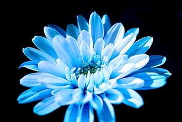Organic Heirloom Non-GMO Sky Blue Chrysanthemum Seeds for Planting – Garden Flowers