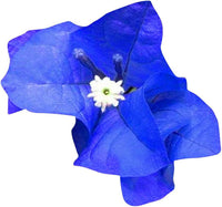 Blue Bougainvillea Climbing Flower Seeds for Planting – Heirloom & Non-GMO Vibrant Vine Seeds