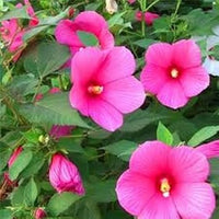 Pink (Pink scientific name) for planting in garden