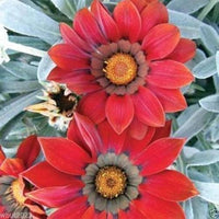 Gazania flower Gazania rigens kiss frosty red seeds for planting in garden beds or sunny balcony planters
