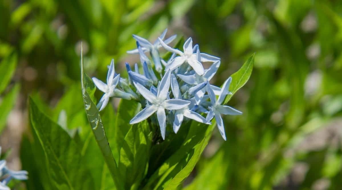 Amsonia Hubrichtii Flower Seeds for Planting ,Heirloom Seeds -100