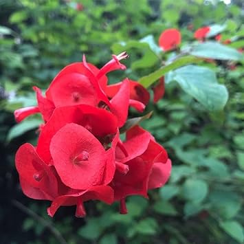 Heirloom Non-GMO Holmskioldia Flower Seeds for Planting – Cup-and-Saucer Blooms for Tropical Gardens - Non-GMO for planting in home garden