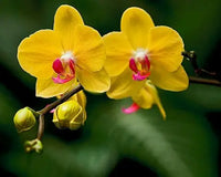 Phalaenopsis Orchid Yellow Miniature Flower Seeds for Home Garden