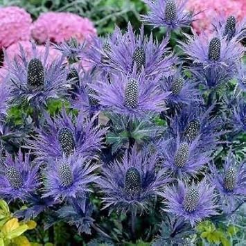 Heirloom Non-GMO Purple Eryngium Flower Seeds – Blooms for Garden Planting