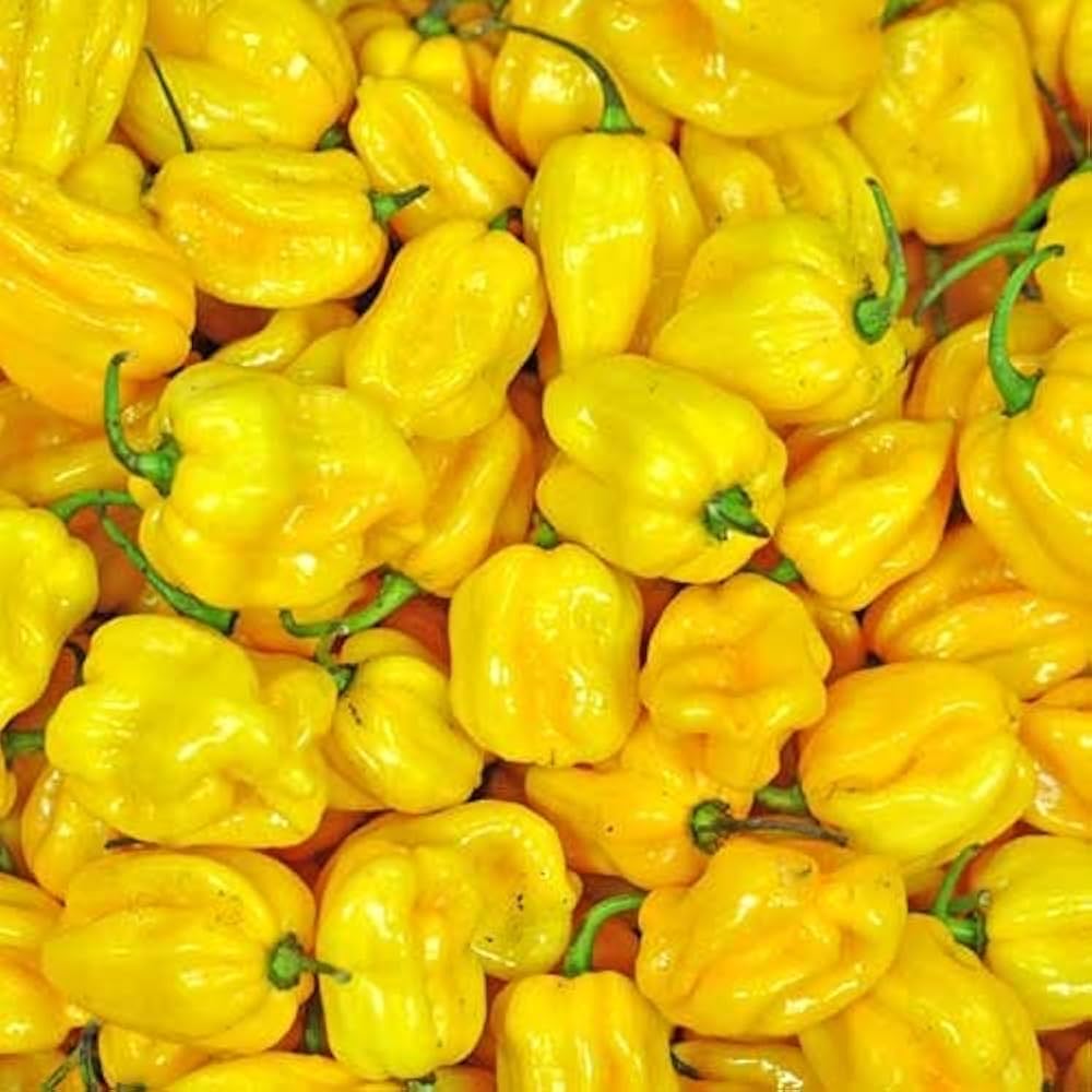 Mini Yellow Pepper Capsicum Annuum Vegetable Seeds for Planting in Kitchen Garden and Vertical Garden Spaces