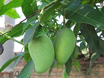 Bergamot Fruit Seeds - Grow Aromatic and Flavorful Bergamot in Your Yard 100 pcs