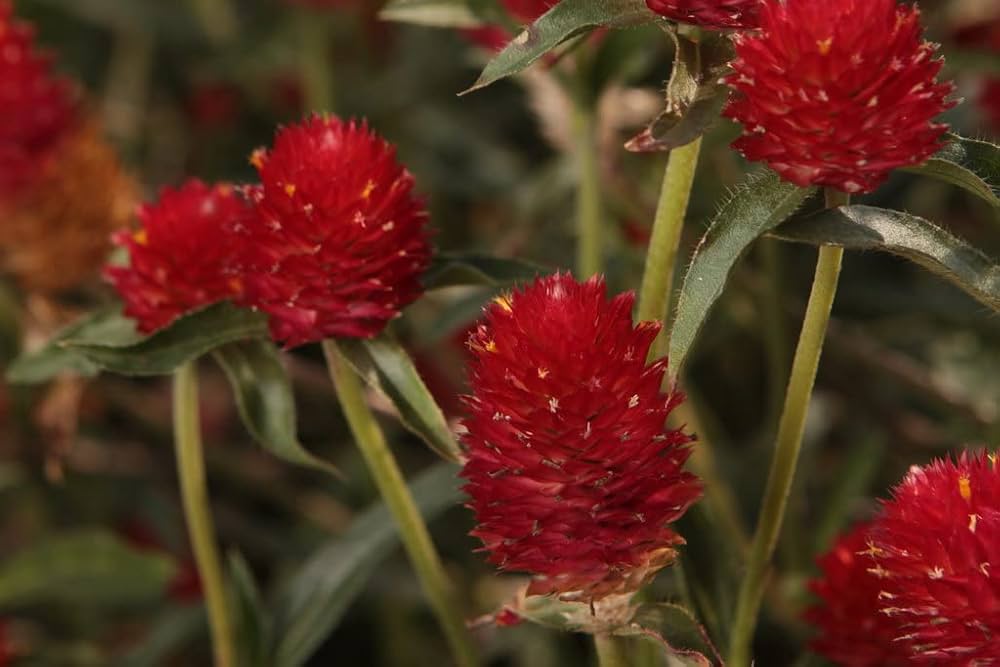 Globe Amaranth Beautiful Indoor Herb Flower Seeds