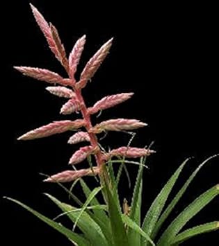 Pink Tillandsia Cretacea Plant Seeds for Planting - 100 pcs