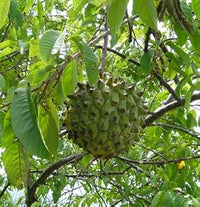 Tropical Star Fruit Seeds for Sweet and Tangy Trees 100 pcs