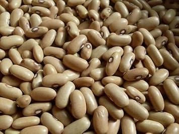 Yellow Arikara Bean Phaseolus vulgaris seeds for garden planting