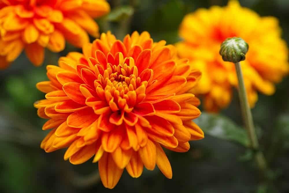 Chrysanthemum Flower Seeds for Planting – 100 - Flower for planting in home garden