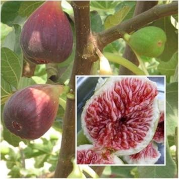 Maroon Ficus Carica Fruit Seeds for Planting - Growing Beautiful and Sweet Fig Trees, Heirloom Seeds