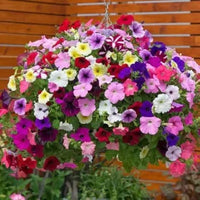 Climbing Petunia Multicolor Petunia Hybrida Flower Seeds for Garden Planting