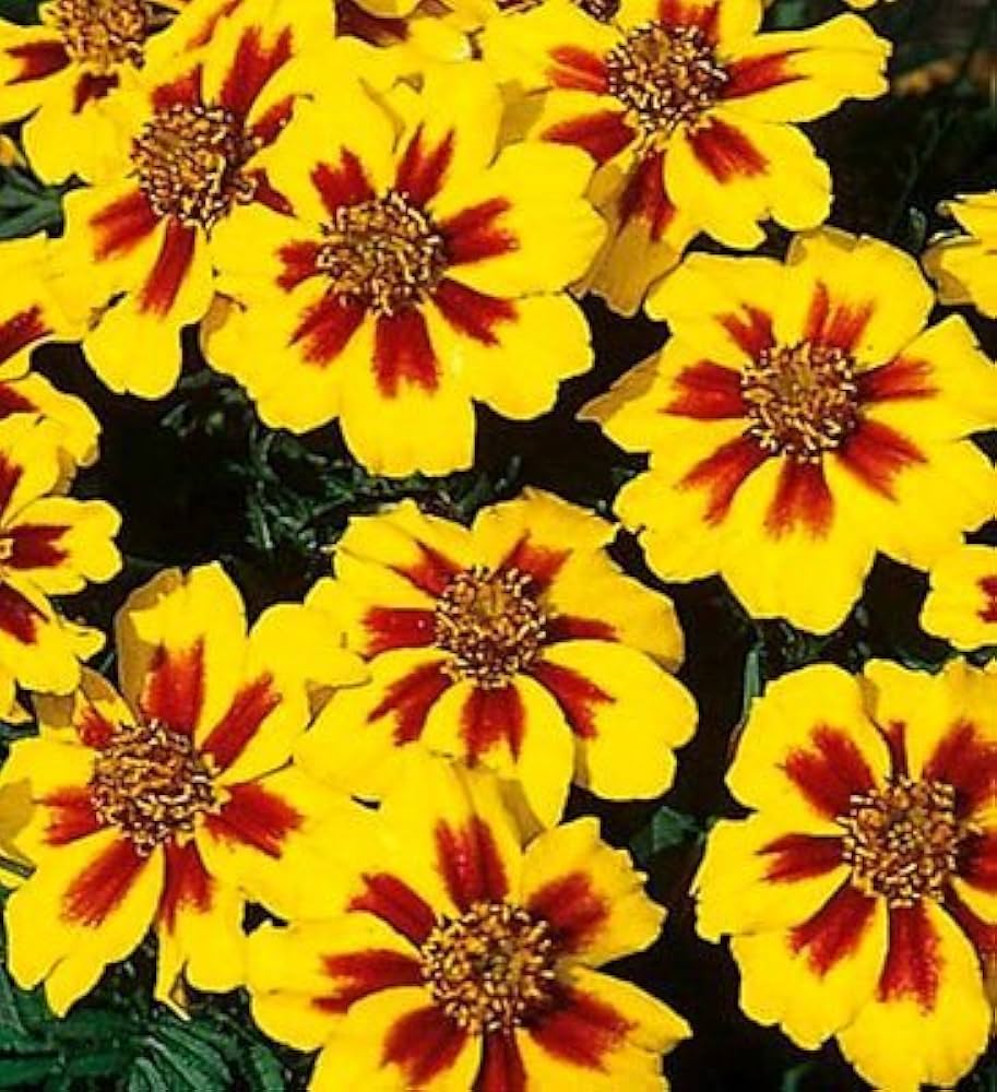 Marigold "Nano Dainty Marietta" seeds sprouting into compact plants with small, golden-yellow blooms edged in deep red