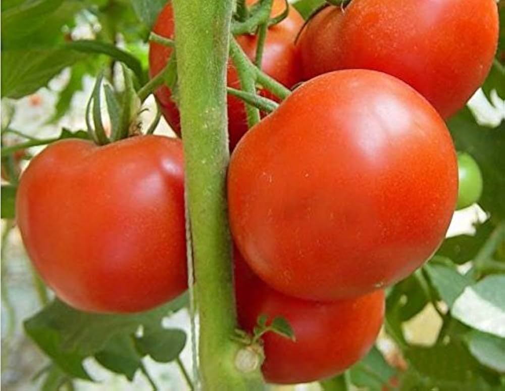 Altdeutsche heirloom tomato plant from seeds with striped, colorful tomato fruits