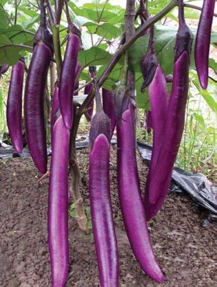 Eggplant Solanum melongena Vegetable Seeds for Planting Hangzhou Red Long Variety in Home Garden