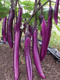Eggplant Solanum melongena Vegetable Seeds for Planting Hangzhou Red Long Variety in Home Garden