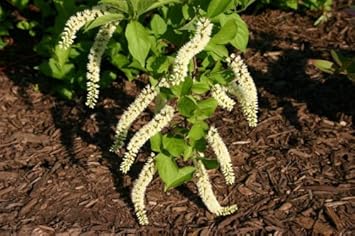 White (White scientific name) for planting in garden