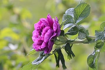 Purple Camellia Seeds for Planting – Organic, Heirloom, Non-GMO Flower Seeds