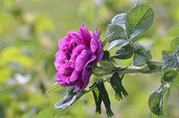 Purple Camellia Seeds for Planting – Organic, Heirloom, Non-GMO Flower Seeds