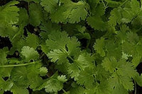 Green Cilantro Seeds for Planting - 100 pcs