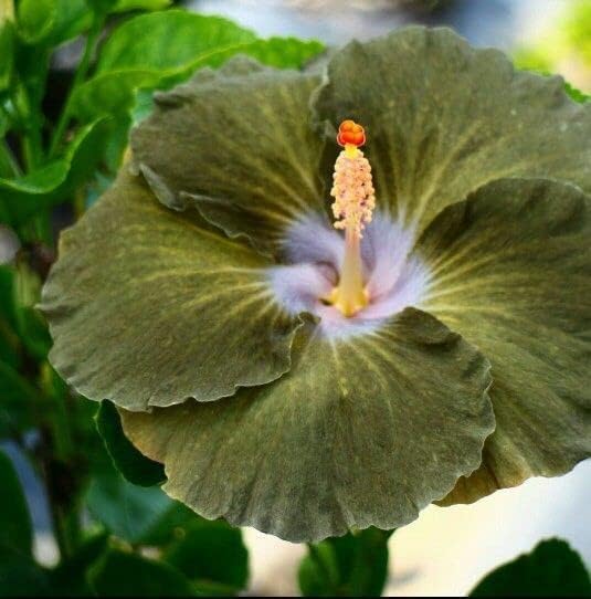 Giant Hibiscus Flower Seeds for Home & Garden