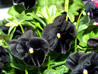 Halloween II pansy flower seeds for spooky seasonal garden accents