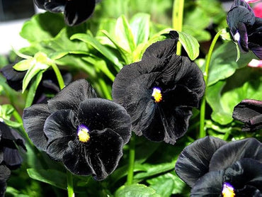 Halloween II pansy flower seeds for spooky seasonal garden accents