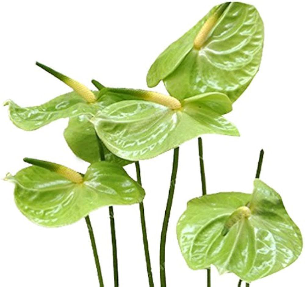 Green Anthurium andraeanum flowers grown from seeds with heart-shaped green spathes and shiny foliage