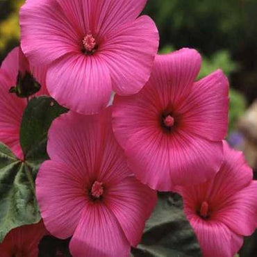 Hollyhock Rosenmalve Mix Alcea Rosea Flower Seeds for Planting in Cottage Garden and Backyard Borders