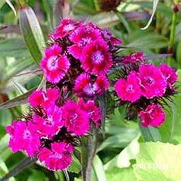 Pink Dianthus Flower Seeds for Planting 100 pcs