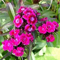 Pink Dianthus Flower Seeds for Planting 100 pcs