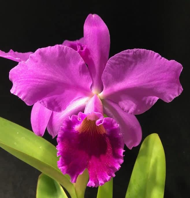 Heirloom Non-GMO Cattleya Orchid Flower Seeds for Planting – Exotic Fragrant Indoor Garden Blooms - Non-GMO for planting in home garden