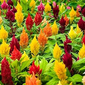 Celosia Spicata Flower - for planting in home garden