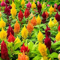 Celosia Spicata Flower - for planting in home garden