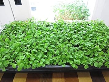 Rucola Eruca vesicaria seeds for garden planting