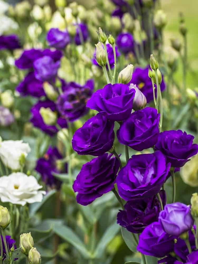 Blue Lisianthus Flower Seeds for Planting - Heirloom, NON-GMO, Easy to Grow Garden Blooms - Lisianthus for planting in home garden