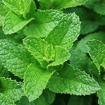Mint Mentha Seeds for Planting - Fresh Herb 100 pcs