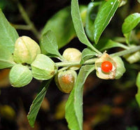 Withania Somnifera Green Plant Seeds