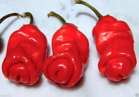 Peter Pepper Red Hot Chili Seeds for Indoor and Garden Planting