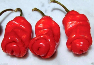 Peter Pepper Red Hot Chili Seeds for Indoor and Garden Planting