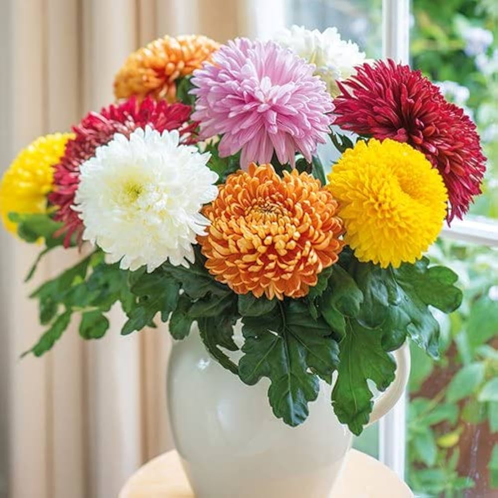 Chrysanthemum Mixed Perennial Flower - for planting in home garden
