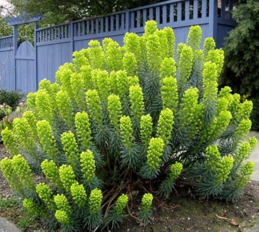 Mediterranean Spurge seeds producing striking greenish-yellow flowers with bluish foliage, perfect for drought-tolerant and Mediterranean-style gardens
