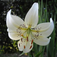 Pure White Lily Flower - for planting in home garden