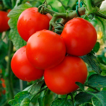 Burbank Red Slicing tomato seeds Lycopersicon lycopersicum heirloom variety