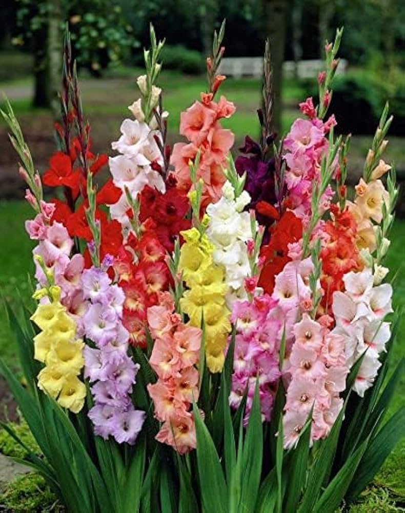 Glamini Gladiolus Mixture