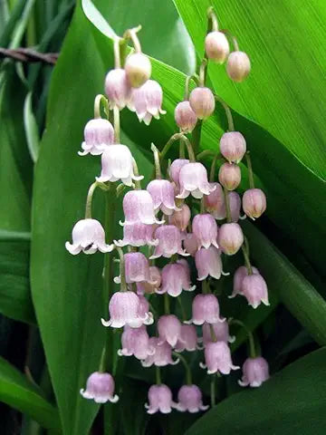 Lily of the Valley Red Easy Grow Plant Seeds