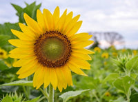 Sunflower ‘Sunsole Soraya’ seeds – tall, golden annuals for cutting gardens