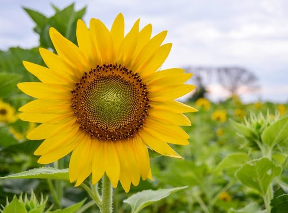 Sunflower ‘Sunsole Soraya’ seeds – tall, golden annuals for cutting gardens